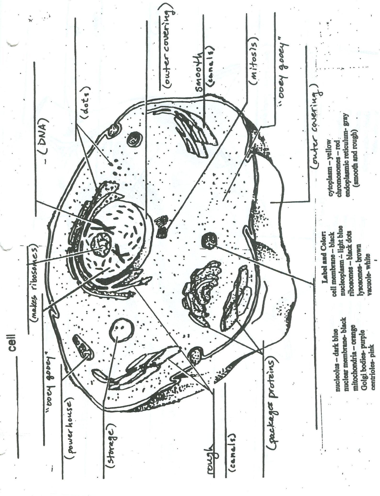 Animal Cell Plant Cell