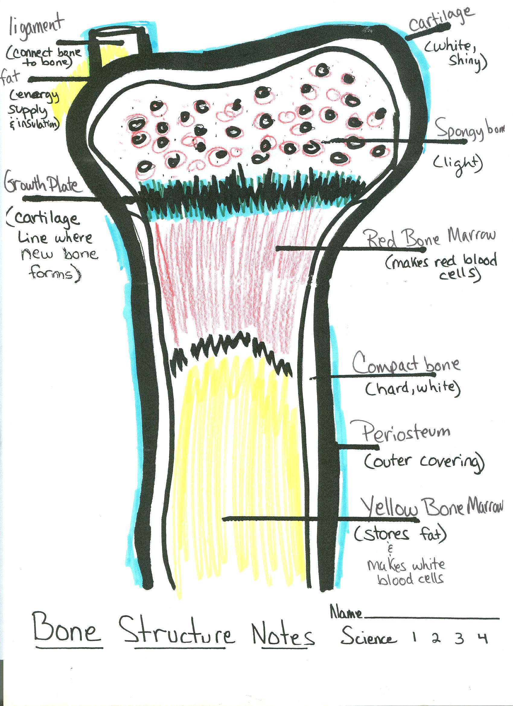 Student drawn bone diagram | Worksheets, Student drawing, Measurement